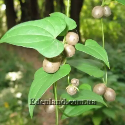 Изображение Диоскорея полистахия, Ямс - Dioscorea polystachya 