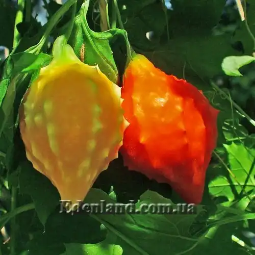 Момордика бальзамічна - Momordica Balsamina