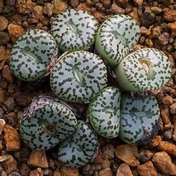 Конофитум обратносердцевидный - Conophytum obcordellum