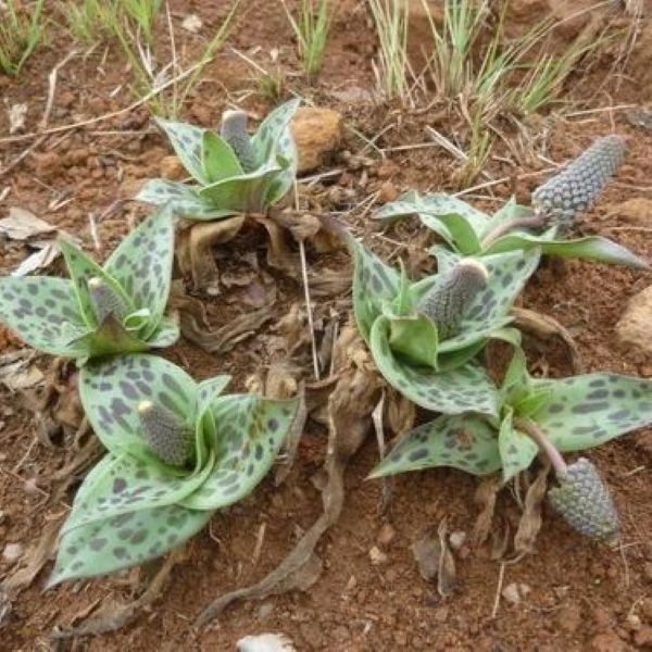 Изображение Ледебурия шершаволистная  - Ledebouria asperifolia