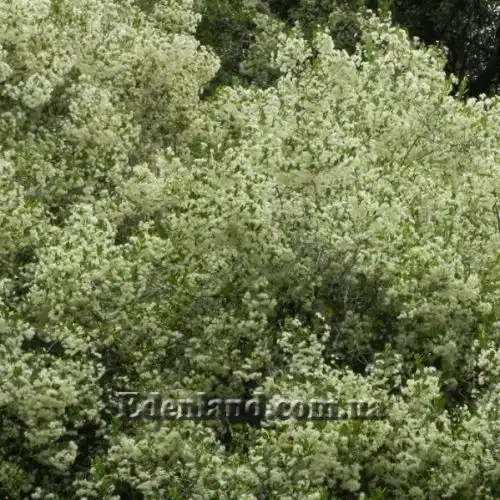 Изображение Блефарокаликс Круксханкса - Blepharocalyx cruckshanksii