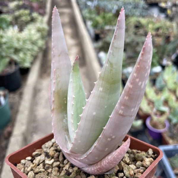 Зображення Алое Чабаудії - Aloe chabaudii