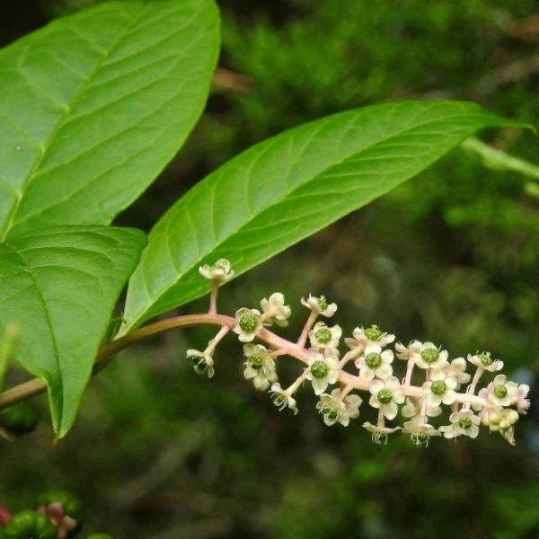 Изображение Фитолакка американская  - Phytolacca americana