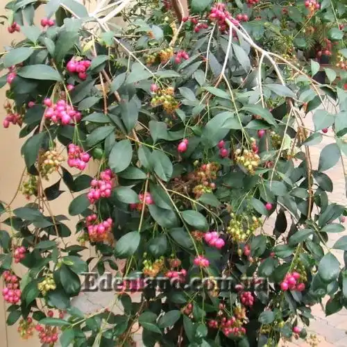 Изображение начало плодоношения