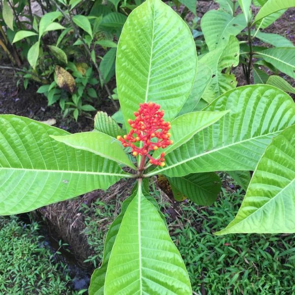 Зображення Ісертія Хенке - Isertia haenkeana 