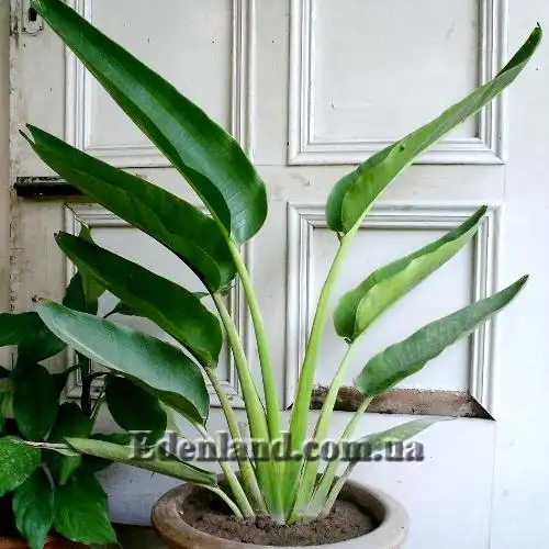 Изображение растение в горшке