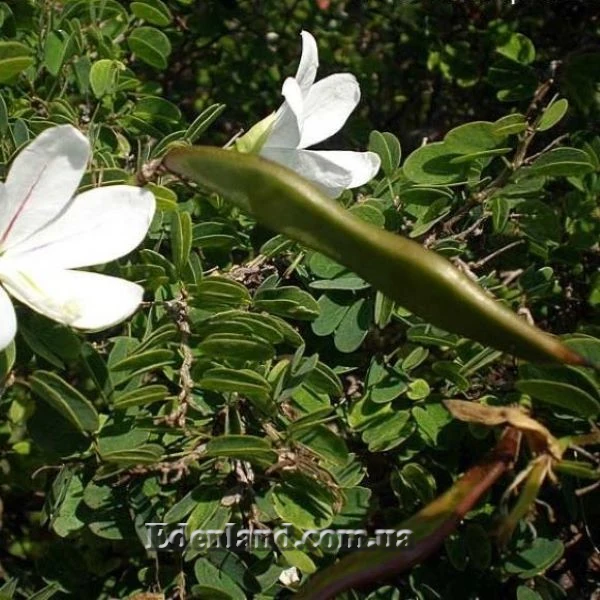 Изображение Баухиния натальская  - Вauhinia natalensis