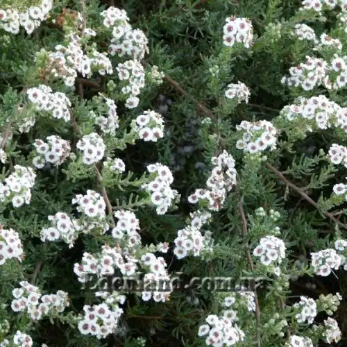 Зображення Еріоцефалус африканський - Eriocephalus africanus