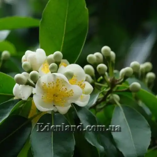 Изображение Схима роскошная - Schima superba