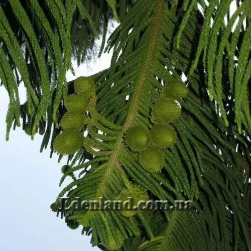Изображение Араукария разнолистная - Araucaria heterophylla
