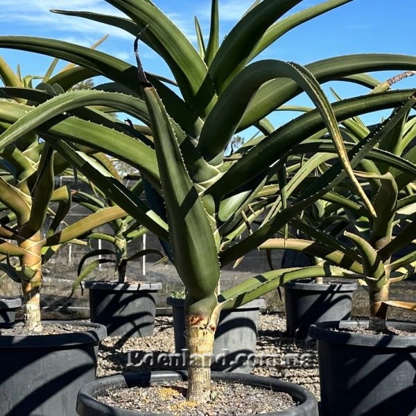 Зображення молода рослина