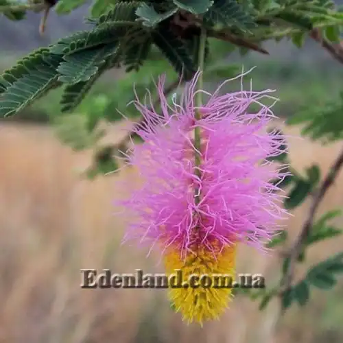 Зображення Дихростахіс попелястий - Dichrostachys cinerea