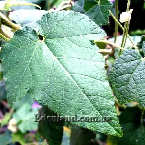 Зображення лист