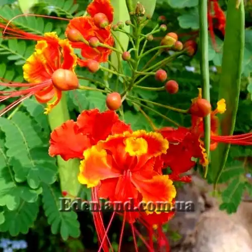 Изображение Цезальпиния прекраснейшая - Caesalpinia pulcherrima
