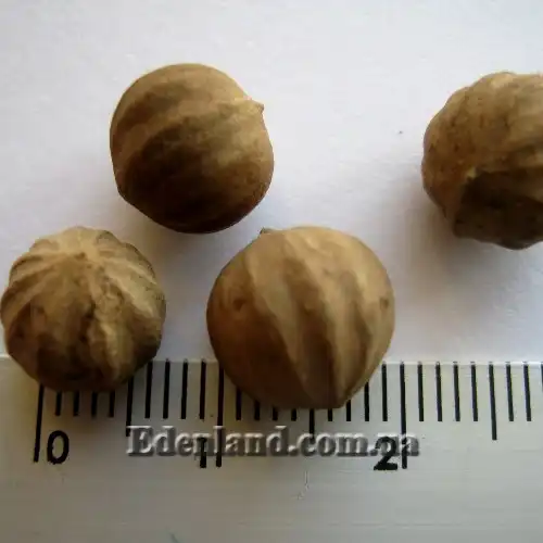 Изображение семена