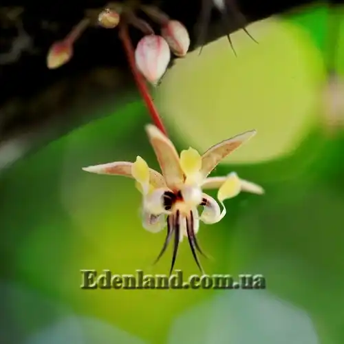 Зображення цветок