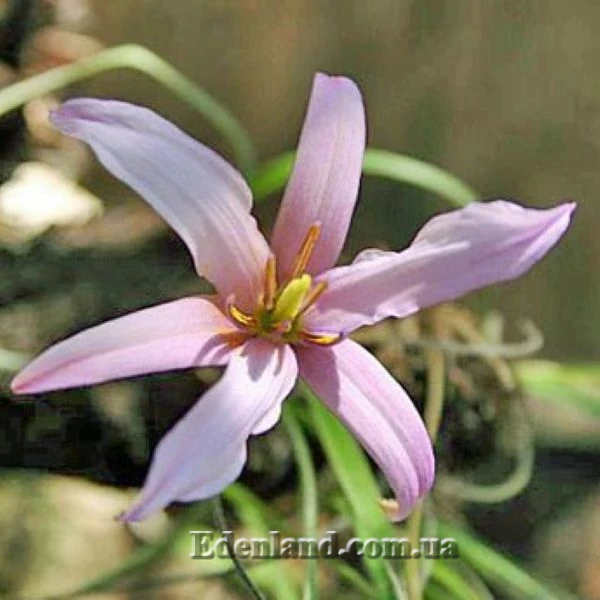 Зображення Ксерофіта сітчастожильчаста - Xerophyta retinervis