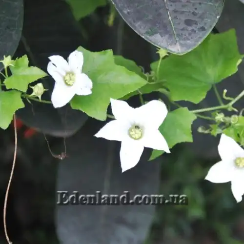 Изображение цветение