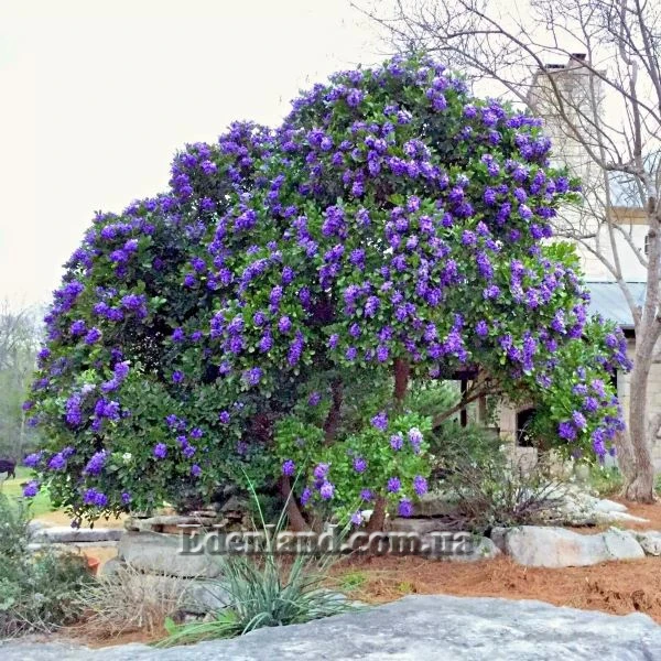 Зображення квітучий кущ