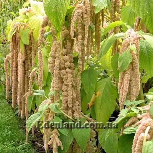 Изображение Амарант хвостатый белый - Amaranthus caudatus var.albiflorus