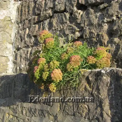 Зображення на кам'яній стіні