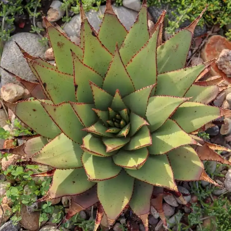 Изображение взрослое растение