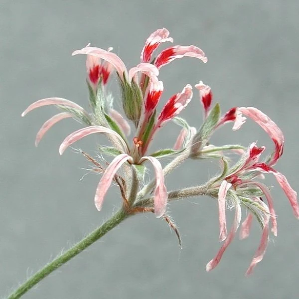 Изображение Пеларгония длиннолистная  - Pelargonium longifolium 