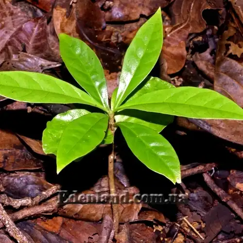 Зображення молодий саджанець
