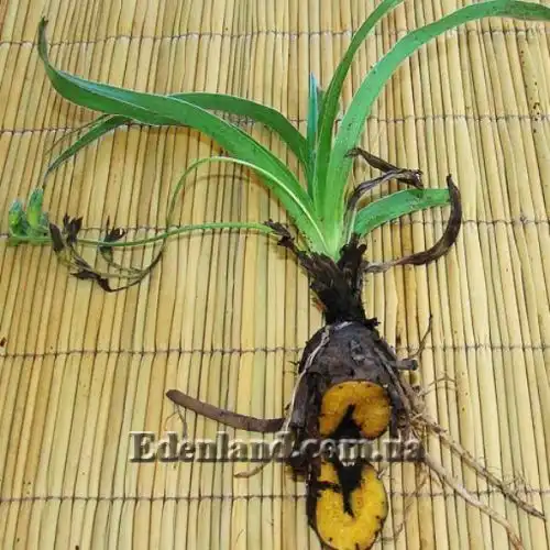 Изображение Гипоксис гемерокаллисовидный - Hypoxis hemerocallidea