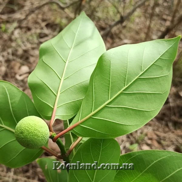 Изображение Науклея широколистная  - Nauclea latifolia