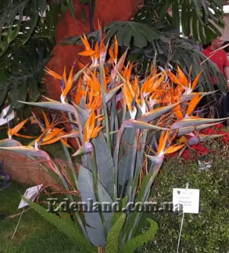 Изображение Стрелиция Королевская - Strelitzia reginae
