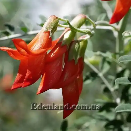 Изображение Сутерландия кустарниковая  - Sutherlandia frutescens