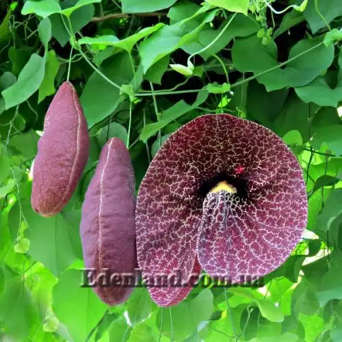 Зображення Аристолохія елегантна - Aristolochia elegans