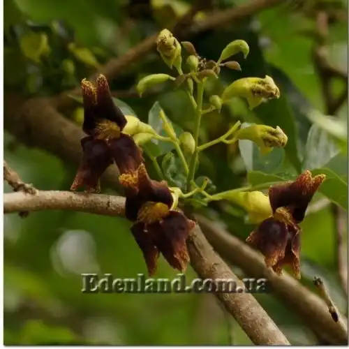 Изображение Маркамия занзибарская - Markhamia zanzibarica