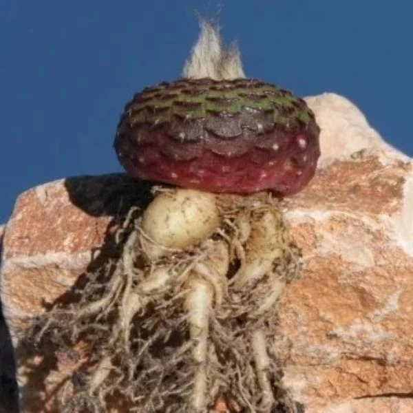 Зображення Фрайлея панцирна - Frailea cataphracta 