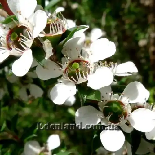 Изображение цветы