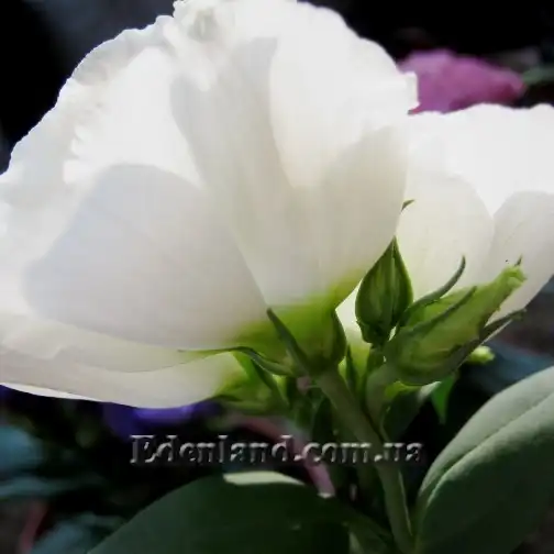 Изображение эустома белая