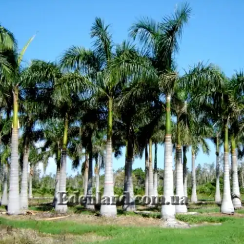 Изображение общий вид