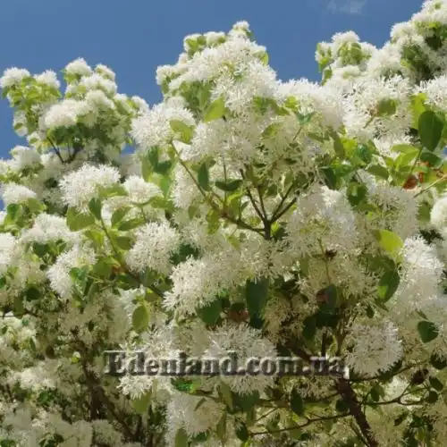 Хионантус притупленный - Chionanthus retusus