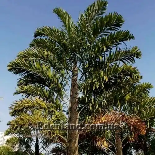 Изображение Валличия (валлихия) двухрядная - Wallichia disticha