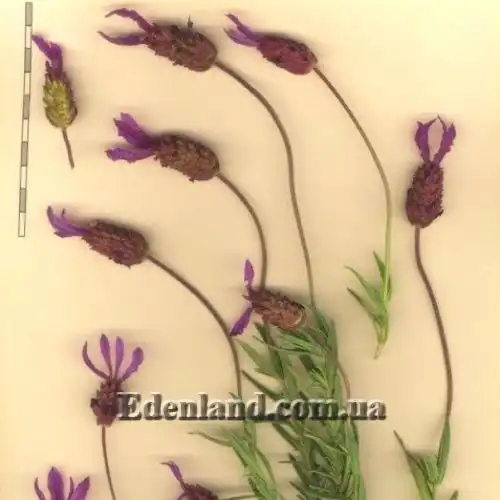 Изображение Лаванда черешчатая - Lavandula pedunculata