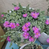 Изображение Браунсия Максимилиана  - Braunsia maximiliani