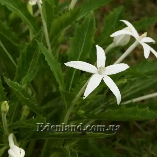 Зображення Гіпоброма довгоквіткова - Hippobroma longiflora