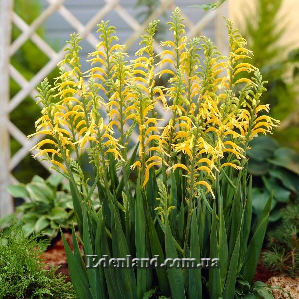 Изображение цветение в саду