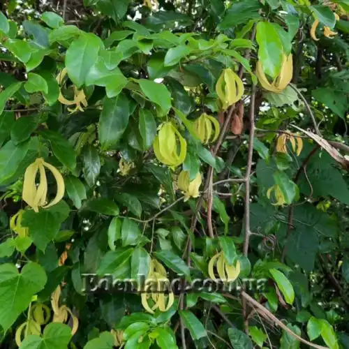 Зображення Десмос китайський - Desmos chinensis