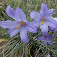 Зображення Велозія луската