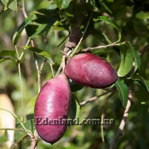 Изображение Хольбелия широколистная - Holboellia latifolia