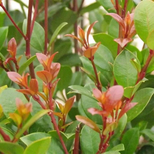 Зображення Сізігіум волотистий - Syzygium paniculatum