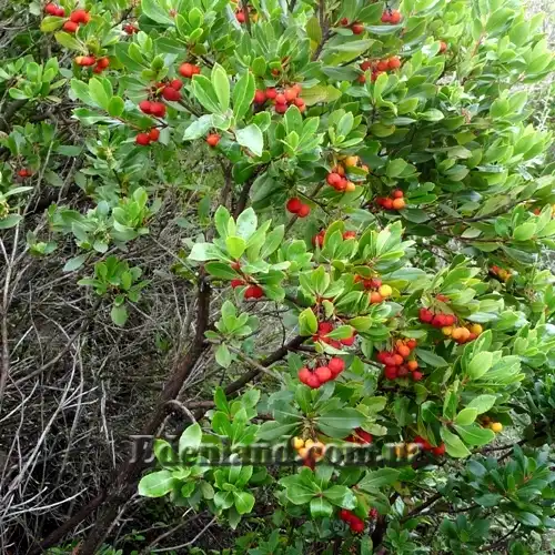 Изображение плодоносящий куст