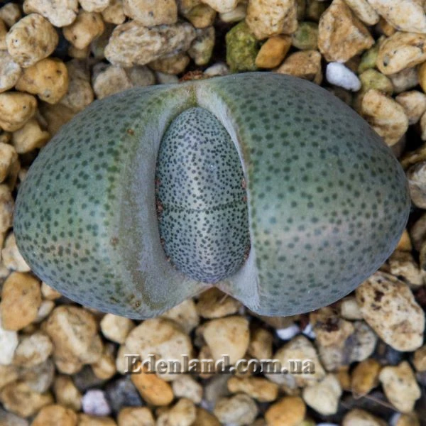 Зображення Плейоспілос Нела - Pleiospilos nelii